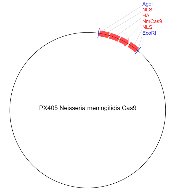 PX405 Neisseria meningitidis Cas9质粒图谱